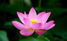 lotus open