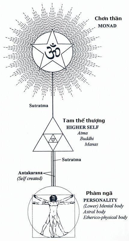 Cấu tạo của con người