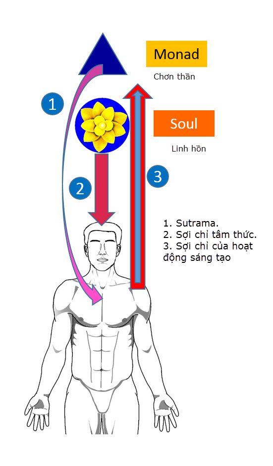 Ba sợi chỉ trong con người