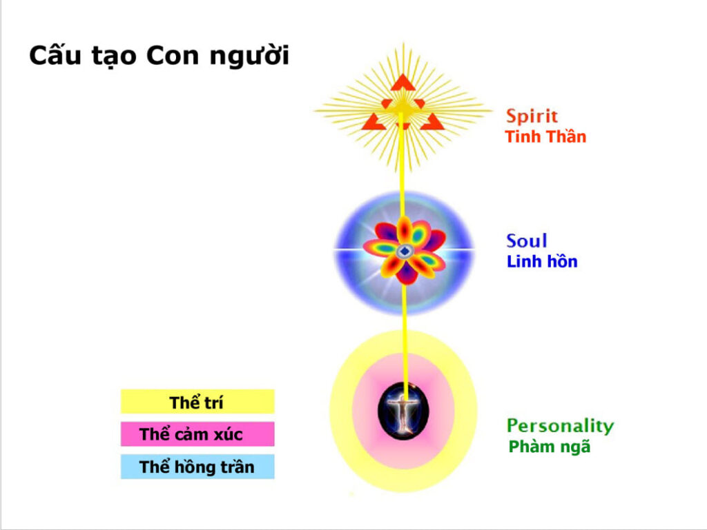 Cấu tạo con người