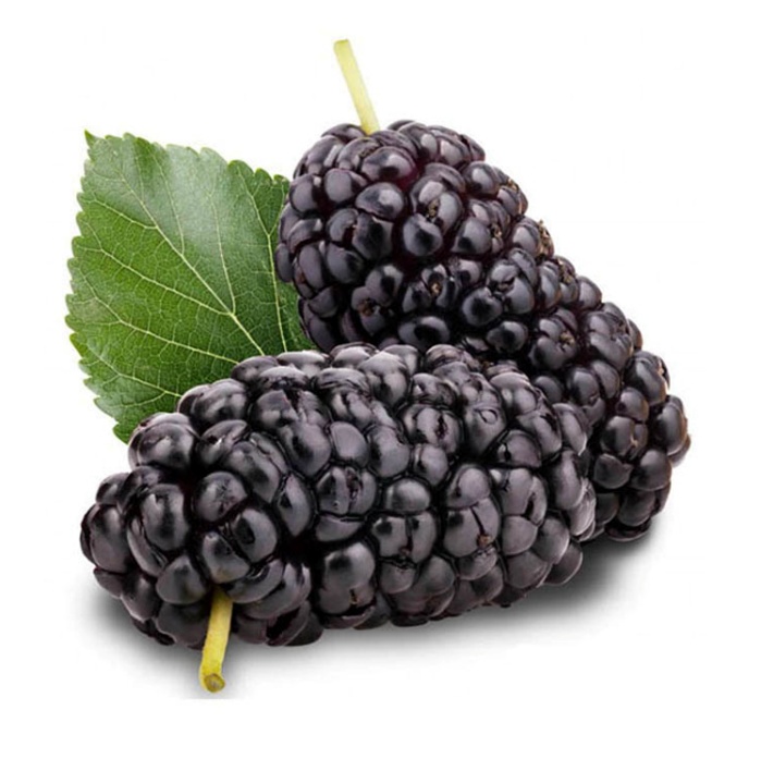 Quả dâu tằm làm được nhiều loại thức uống thơm ngon, tốt cho sức khỏe.