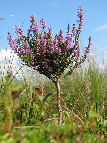 Heather tree | Flickr - Photo Sharing!