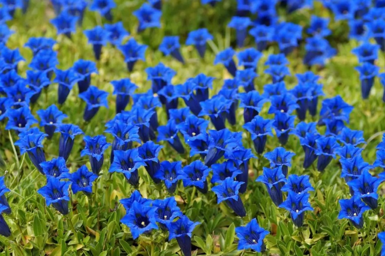 A group of blue flowers
AI-generated content may be incorrect.
