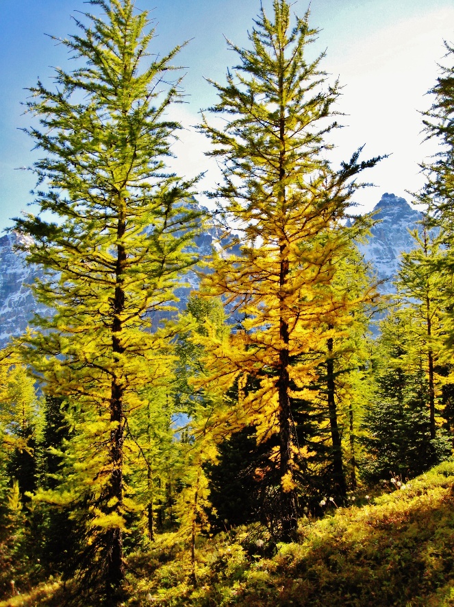 Larch Trees in the Fall. Mount Eiffel approach trail in Banff, Alberta ...